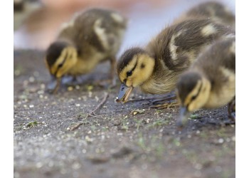Alimentação para patos: Como manter suas aves saudáveis e produtivas